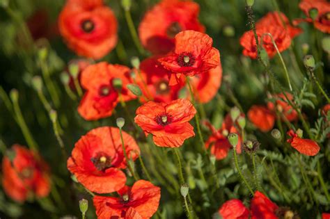 Common Poppy Papaver Rhoeas Care And Growing Guide