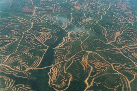 Indonesia Makes Progress Towards Zero Palm Oil Deforestation But