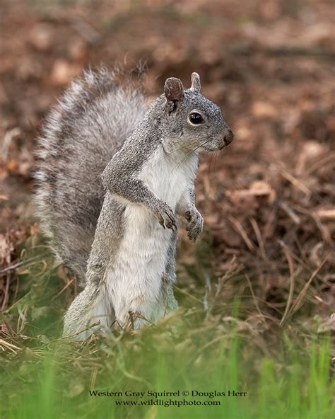 Western Gray Squirrel Sciurus Griseus