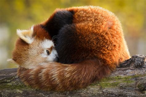 Red Pandas And Raccoons Rob Van Hout Photography