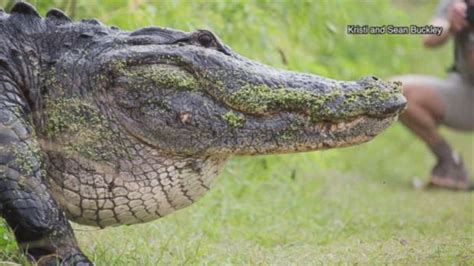 Video Giant Alligator Draws Crowds And Raises Safety Concerns Abc News