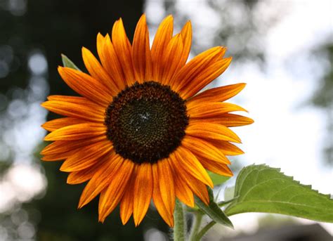 Procut Orange Sun Sunflower Seeds Flower Seeds T For Etsy