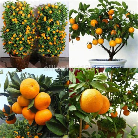 Edible Dwarf Orange Mandarin Tree Seed Garden Fruit Flores Etsy