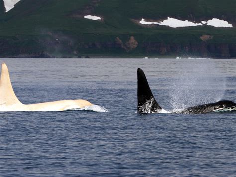 Five Rare White Killer Whales Spotted Together In A Sign Of Dangerous