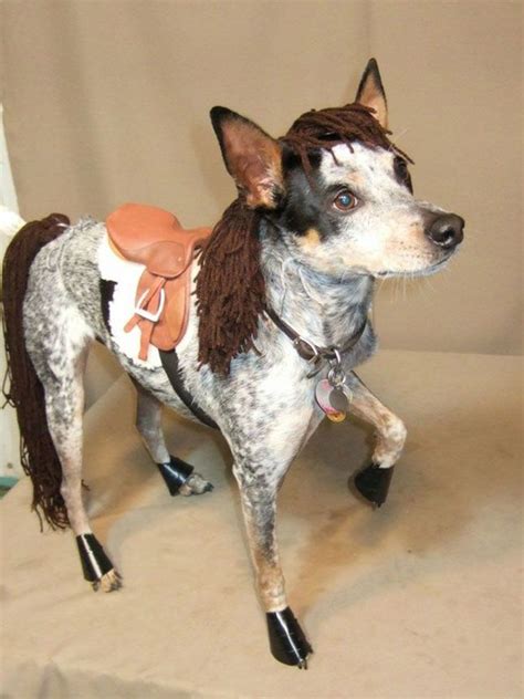 62 Of The Best Halloween Dog Costumes Best Dog Costumes