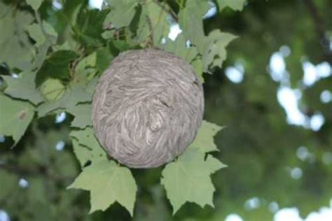 How Do Wasps Make Nests In Trees A Social Wasp Nest In A Tree
