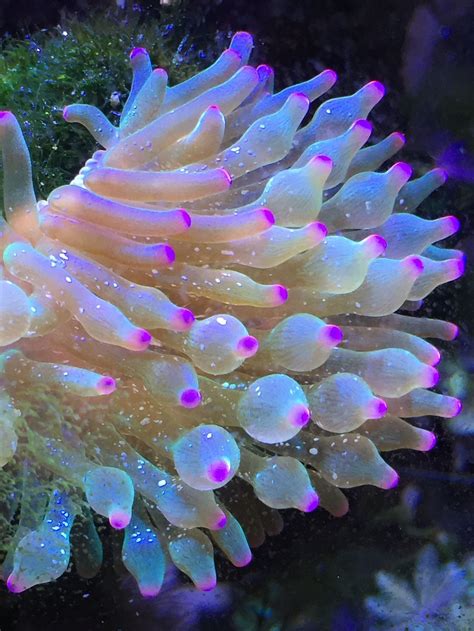 Pin By Kallen Urfi On Reef Dreams Bubble Tip Anemone Anemone