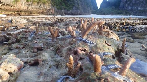 Maya Bay Coming Back To Life Says Marine Expert