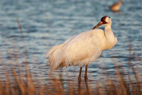 Whooping Crane Grus Americana Photograph By Larry Ditto Fine Art America