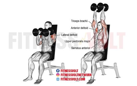 After that, stick with us because we explain how to do 7 advanced. Seated Neutral-Grip Dumbbell Overhead Press (Shoulders ...