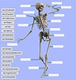 Das menschliche Skelett – Lernen im Netz
