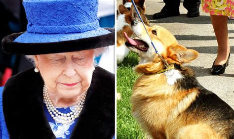 The Queen Left Heartbroken By Loss Of Her Last Corgi Willow Put Down At Windsor Castle Royal