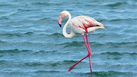 Walvis Bay - Flamingo | Namibia