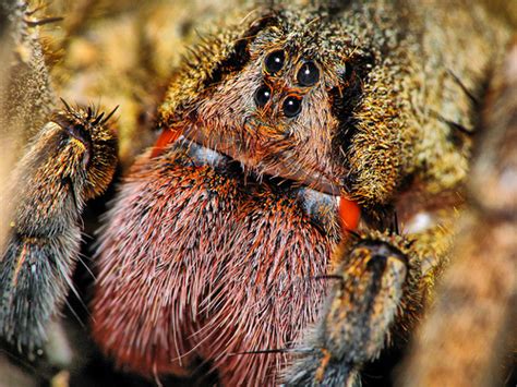 What Is The Worlds Most Poisonous Spider The Garden Of
