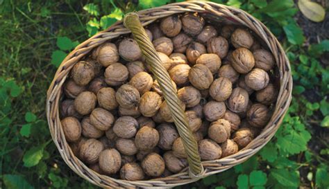 Consider Growing An Orchard Of Nut Trees Hobby Farms