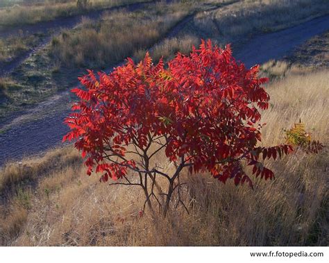 Smooth Sumac Rhus Glabra Smooth Sumac Rhus Glabra Pergoladenver