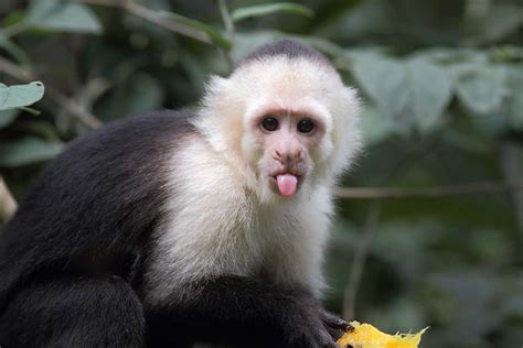 Capuchin Monkeys Spotted Eating Infant In Rare Act Of Cannibalism New