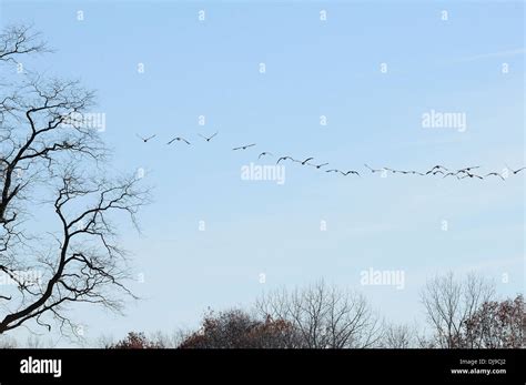 Canadian Geese Flock Flying South For Winter Stock Photo Alamy