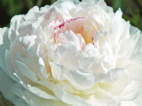 Avalanche Tuber Peony Peony Fields Timaru New Zealand