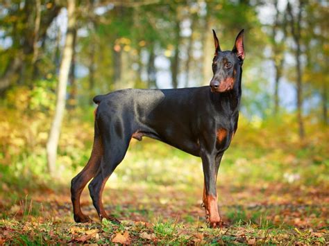 Kupieren von Hunden in Deutschland verboten