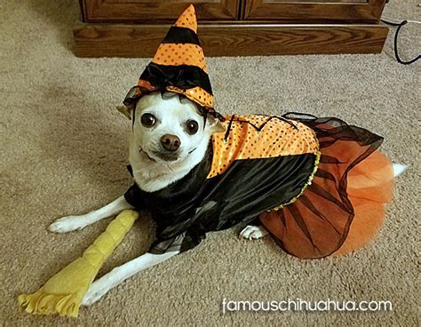 Chihuahuas Dressed Up In Halloween Costumes