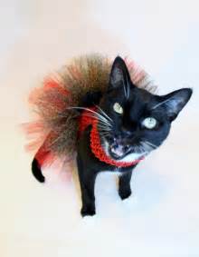 26 Best Cats In Tutus Images On Pinterest Kitty Cats Swing Dress And