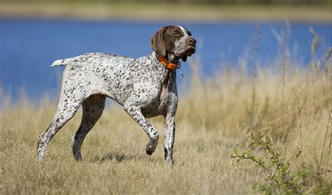 German Shorthaired Pointer Breed Facts And Information Petcoach