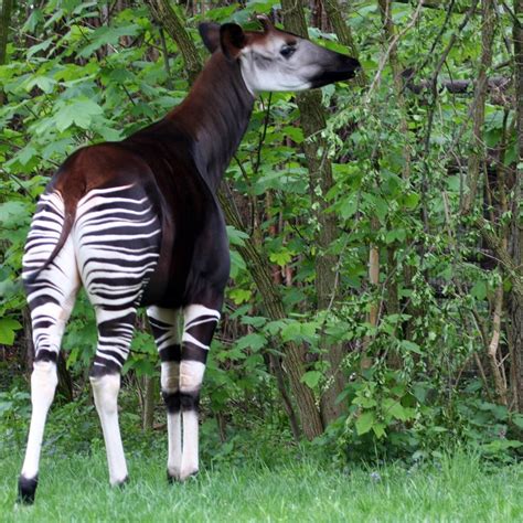 16 Extremely Rare Animals And The Us Zoos Where You Can See Them