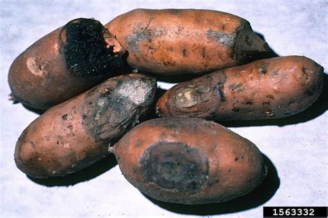 Fusarium Damping Off Fusarium Solani On Sweetpotato Ipomoea Batatas