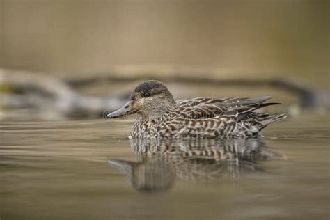 Green Winged Teal Anas Crecca Stock Image Image Of Fresh