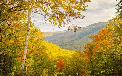 Autumn Trees Mountains Landscape Wallpaper 2560x1600 177750
