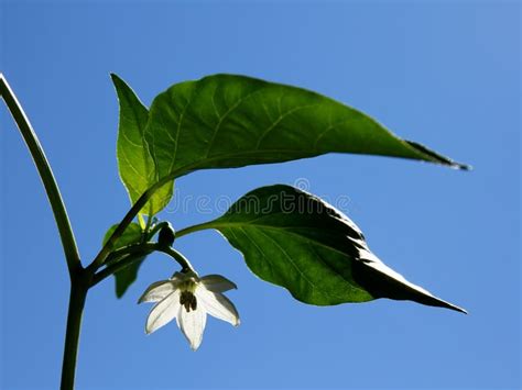Chili Pepper White Flower Stock Image Image Of Flowers 120405701