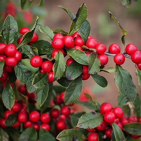 Winter Red Winterberry Holly 5 Container