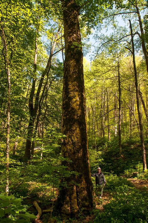 Discover 5 Of Americas Old Growth Forests American Forests