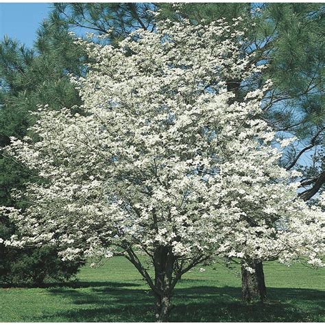 As varieties grow between 15 to 30 feet tall, flowering dogwood trees are also versatile when it comes to where you plant them. 1.75-inch White Dogwood Flowering Tree in Pot (With Soil ...