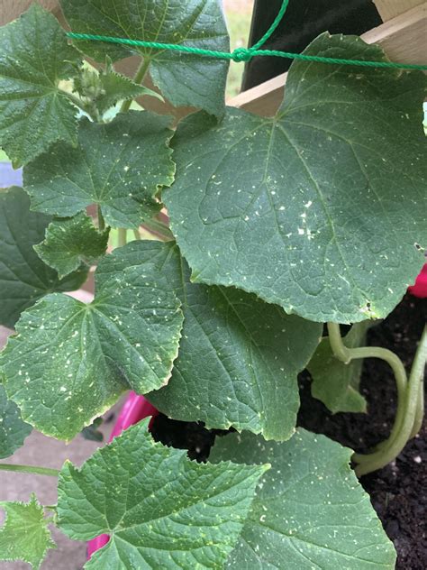 Are These White Spots On My Cucumber Plant Normal Zone 8a Is With