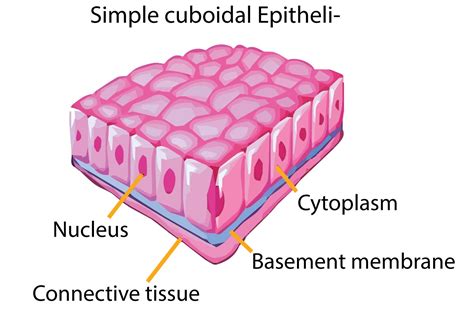 Simple Cuboidal Epithelium Diagram