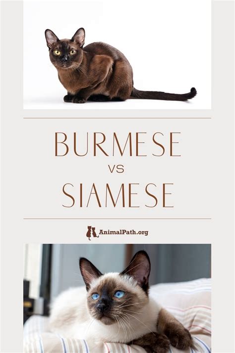 Burmese Vs Siamese In 2023 Burmese Cat Tonkinese Cat Best Cat Breeds