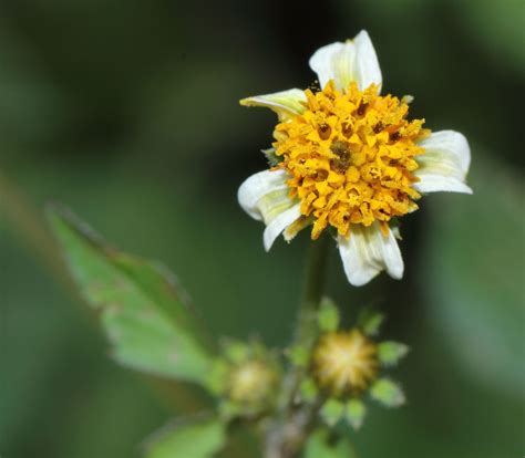It is native to the americas but it is known widely as an introduced species of other regions, including eurasia, africa, australia, and the pacific islands. Bidens pilosa L. | Plants of the World Online | Kew Science