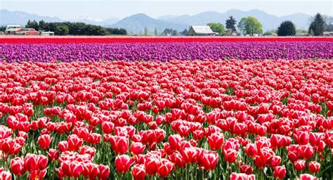 For 2021, you'll need to book tickets in advance to visit some of the most popular fields that participate in the skagit valley tulip festival. The Tulip Festival of Skagit Valley in 2020 | Skagit ...