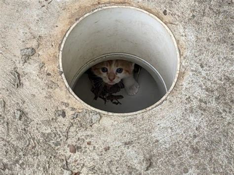 Cats Trapped In Trees Drains And Rainwater Tanks Read More In Our