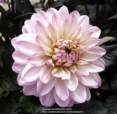 Dahlia Melody Harmony In The Dahlias Database