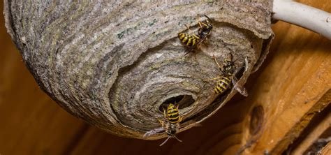 Removal Of Wasp Nests Photos