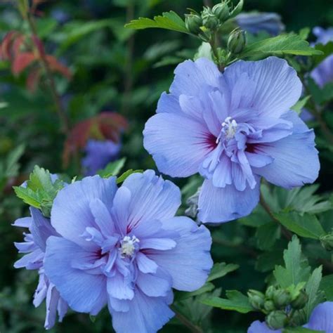 Differentiating And Caring For The Rose Of Sharon Hibiscus Dengarden