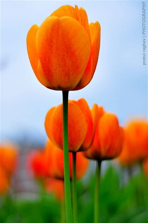 Orange Tulips Orange Tulips Tulips Flowers Pretty Flowers
