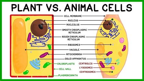 Top 179 Three Different Between Plant And Animal Cell