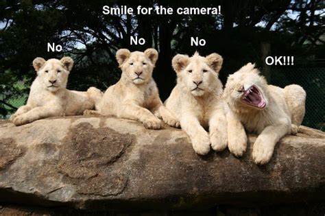 Smile For The Camera Pic Amazing Creatures