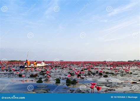 Pink Lotus Water Lilies Full Bloom Under Morning Light Pure And