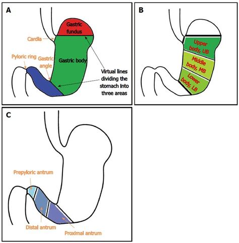 Technical Skills And Training Of Upper Gastrointestinal Endoscopy For