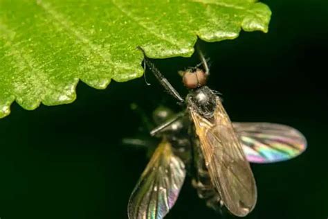 Can Flies Eat Humans Pestwhisperer Com